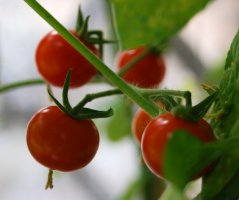 Premières tomates du balcon